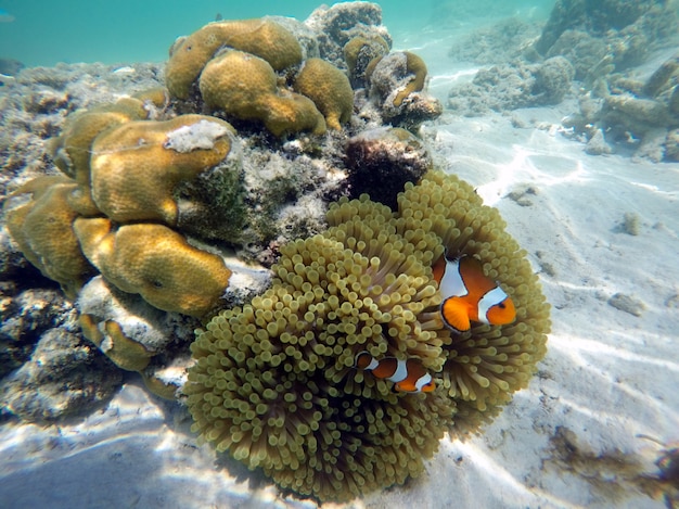 Pesce pagliaccio con anemoni di mare sotto il mare