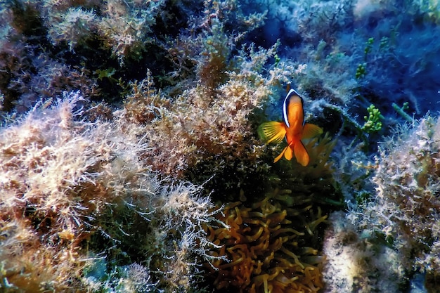 Pesce pagliaccio del Mar Rosso (Amphiprion bicinctus) Mar Rosso, Vita marina