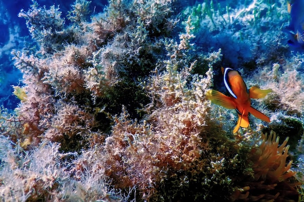 Pesce pagliaccio del Mar Rosso Amphiprion bicinctus Mar Rosso