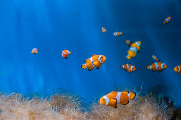 Pesce pagliaccio e anemoni su sfondo blu