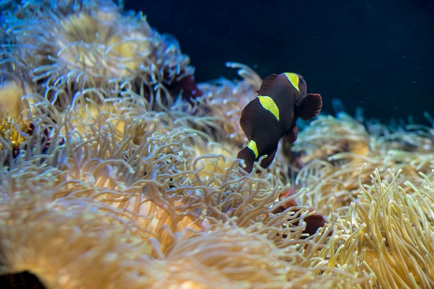 pesce pagliaccio in banca di coralli nel mare