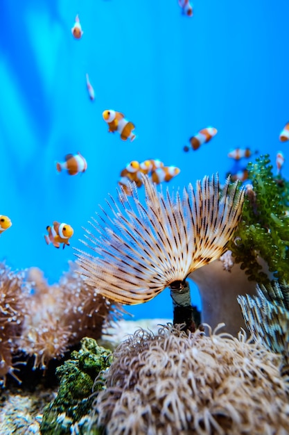 Pesce pagliaccio intorno al corallo nella fantasia sott'acqua in oceanarium