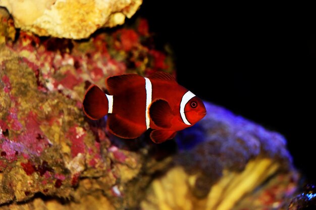 Pesce pagliaccio marrone dorato con fiocchi d'oro - Premnas biaculeatus (giovanile)