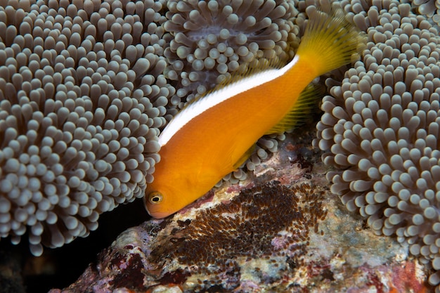 Pesce pagliaccio - Pesce pagliaccio arancione Amphiprion sandaracinos si prende cura delle uova.