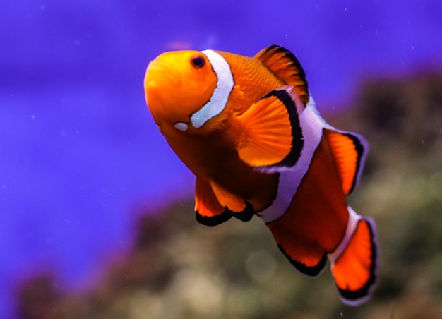 Pesce pagliaccio sul fondo di un acquario