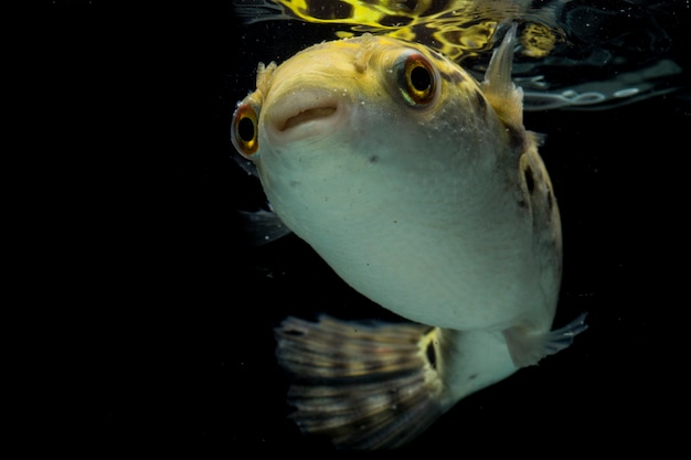 Pesce palla verde macchiato isolato sul nero