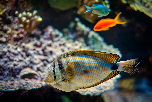 Pesce palmatino rosso sott'acqua in mare