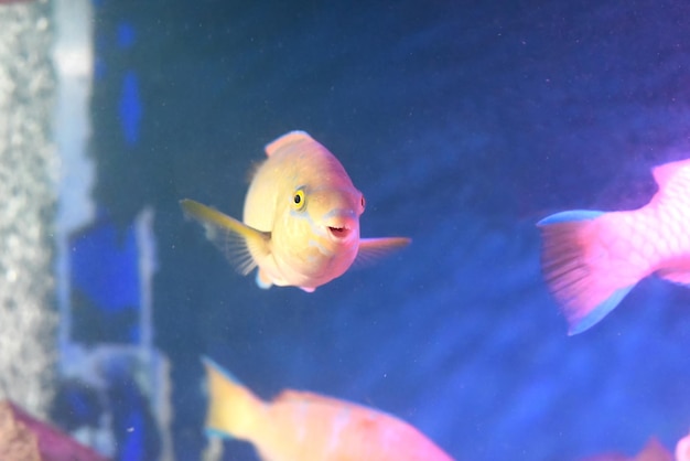 Pesce pappagallo in primo piano dell'acquario