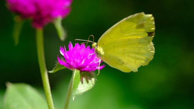 pesce persico comune della farfalla gialla dell'erba sul globo foto macro del fiore dell'amaranto