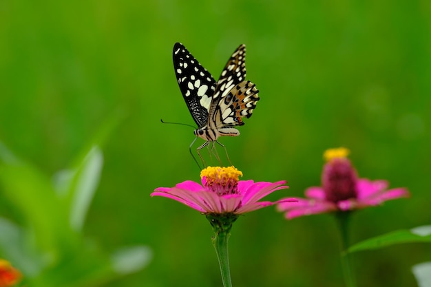 Pesce persico di farfalla a coda di rondine di lime sul fiore di zinnia. Papilio demoleo. Sfondo del concetto di natura.