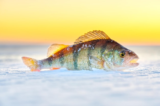 Pesce persico pesca sul ghiaccio sulla neve pesce persico pesca invernale sul ghiaccio in inverno sul fiume lago mare