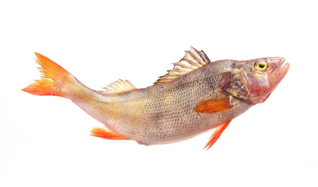 Pesce persico su sfondo bianco
