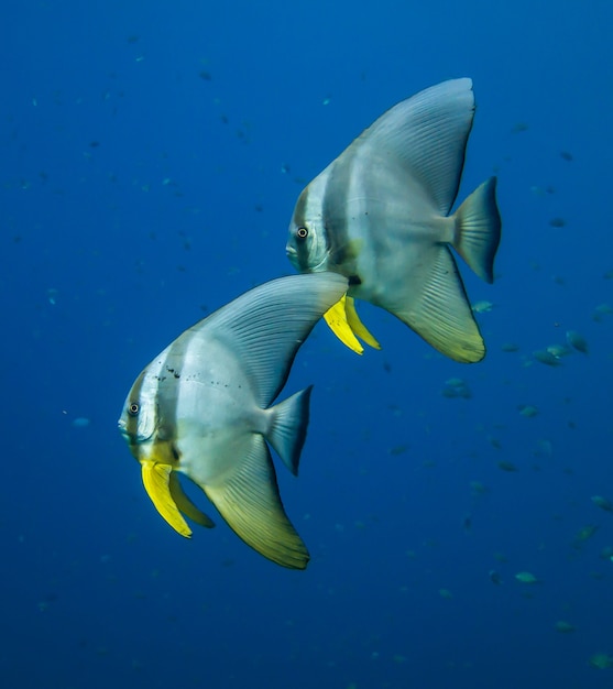 pesce pipistrello teira nel mare delle Andamane