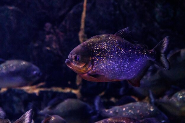 Pesce Piranha comune Pygocentrus nattereri