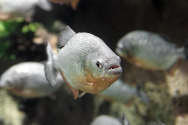 Pesce piranha