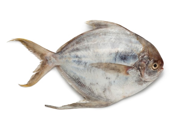 Pesce pomfret fresco singolo isolato su sfondo bianco