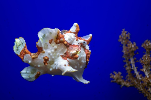 Pesce rana marrone e bianco