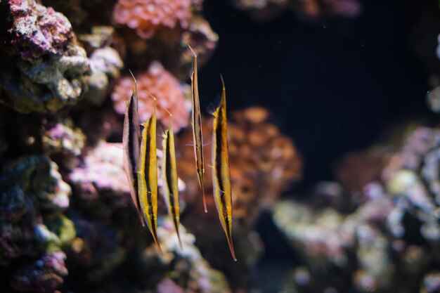 Pesce razorfish aeoliscus strigatus pesce in mare