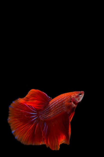 Pesce rosso di betta, pesce siamese di combattimento su fondo nero Pesce rosso di betta, pesce siamese di combattimento su fondo nero