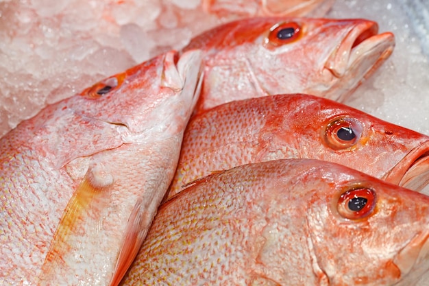 Pesce rosso di mare intero crudo raffreddato su ghiaccio sul mercato attenzione selettiva