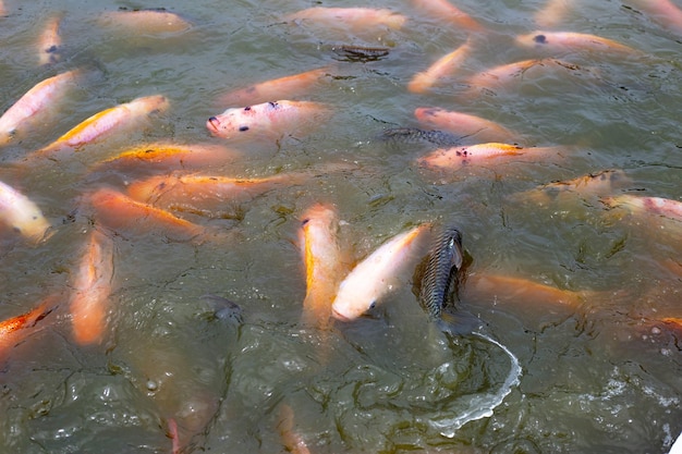 Pesce rosso di tilapia nello stagno