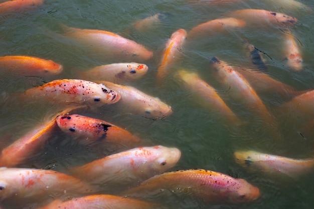 Pesce rosso di tilapia nello stagno