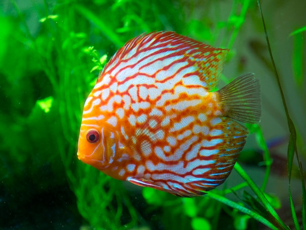 pesce rosso discus