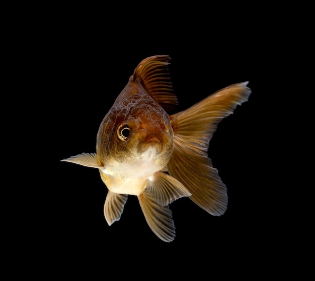 Pesce rosso fantasia isolato su sfondo nero