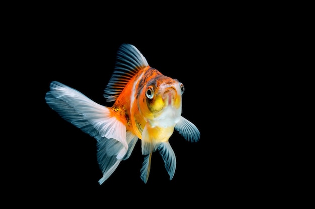 Pesce rosso fantasia isolato su sfondo nero