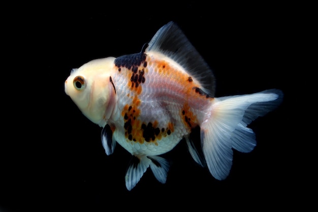 pesce rosso fantasia oranda tricolore su sfondo nero