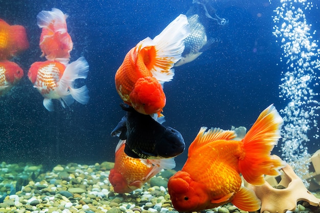 Pesce rosso in acquario con piante verdi