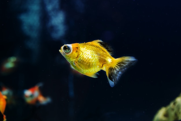 Pesce rosso in acquario con piante verdi