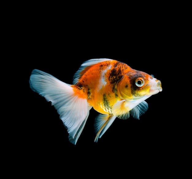 Pesce rosso isolato su sfondo nero