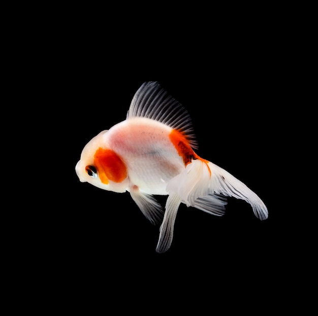 Pesce rosso isolato su sfondo nero