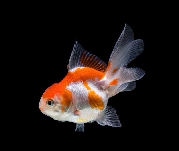 Pesce rosso isolato su sfondo nero