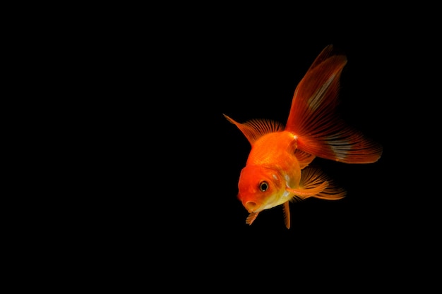 Pesce rosso isolato su un nero scuro