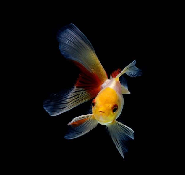 Pesce rosso isolato su uno sfondo nero scuro