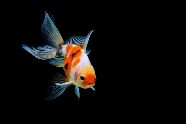 Pesce rosso isolato su uno sfondo nero scuro