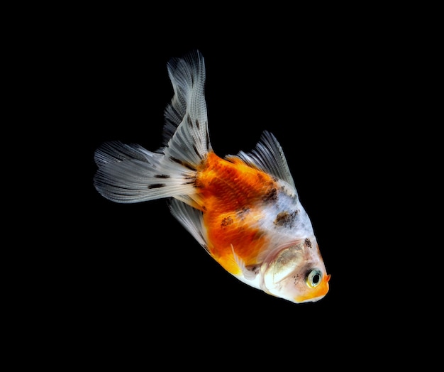 Pesce rosso isolato su uno sfondo nero scuro