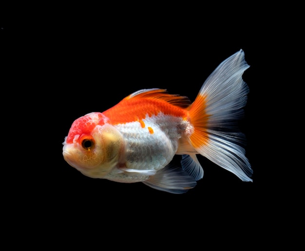 Pesce rosso isolato su uno sfondo nero scuro