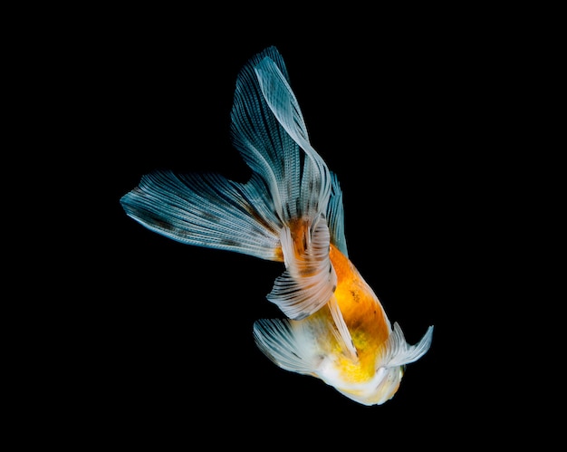 Pesce rosso isolato su uno sfondo nero scuro