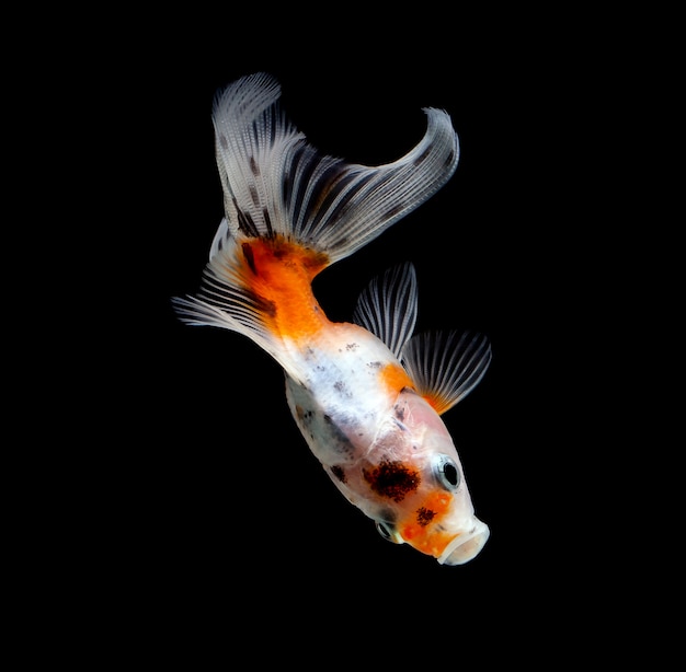 Pesce rosso isolato su uno sfondo nero scuro