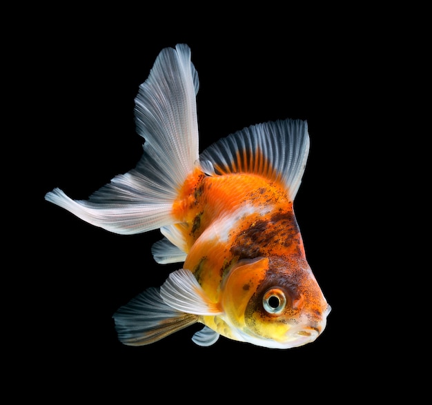 Pesce rosso su sfondo nero