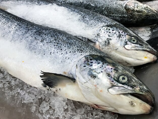 Pesce salmone fresco su ghiaccio nel mercato o negozio.