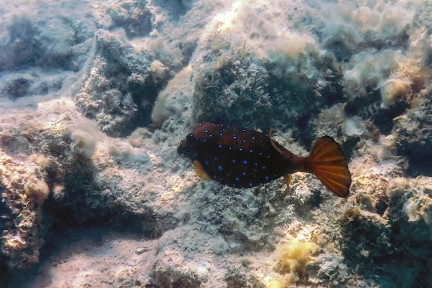 Pesce scatola giallo (Ostracion cubicus) Sott'acqua, Vita marina