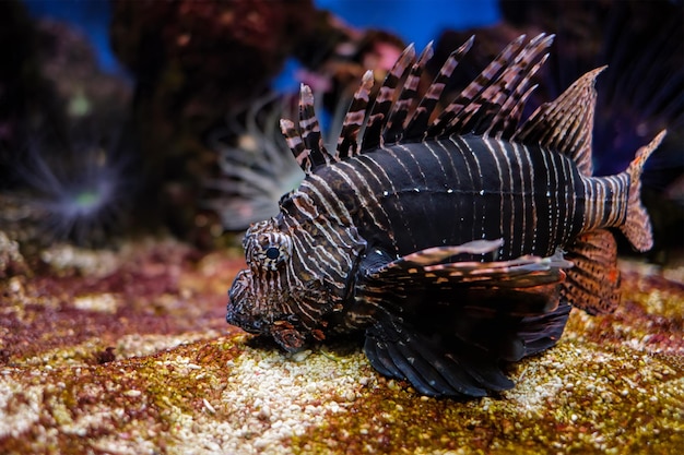 Pesce scorpione rosso pterois volitans sott'acqua