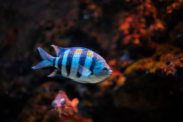 Pesce sergente dell'Indo-Pacifico Abudefduf vaigiensis