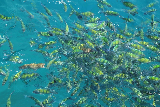 pesce (sergente indo-pacifico) in un mare tropicale all&#39;isola di Phi Phi in Krabi