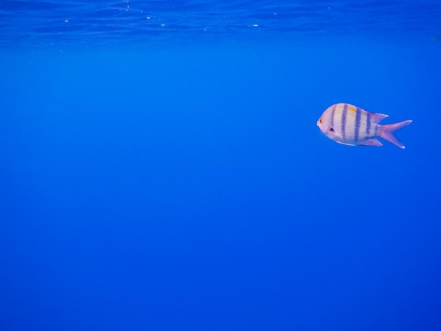 Pesce sergente indopazifico in acqua blu in egitto