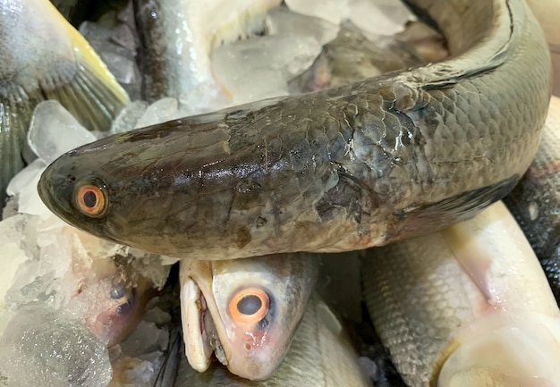 Pesce serpente (Channa striata) nella ghiacciaia